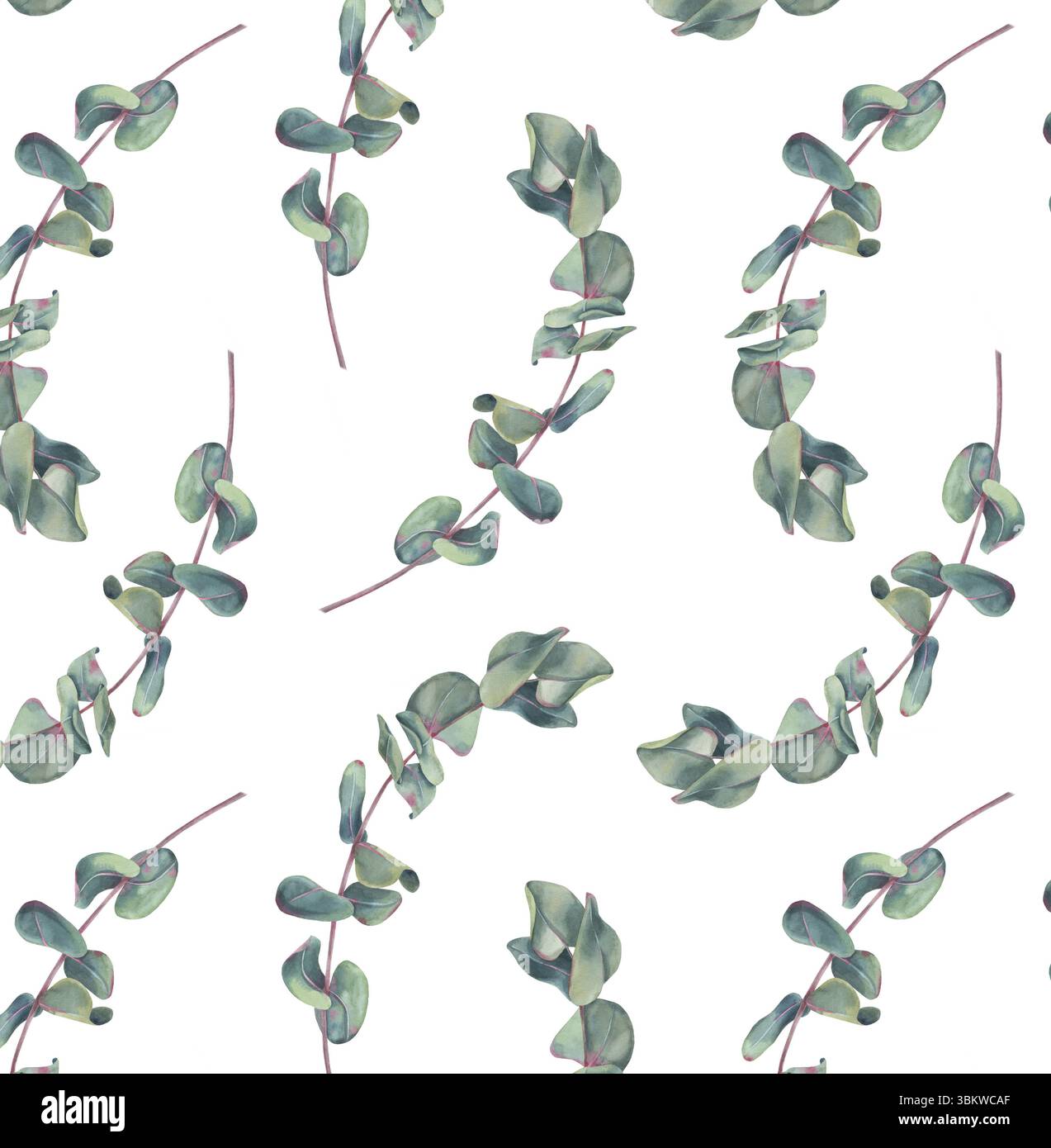 Motif d'eucalyptus sans couture, brindilles avec des feuilles, branches d'aquarelle dessinées à la main isolées sur blanc. Motif botanique pour l'emballage, l'impression, les cartes Banque D'Images