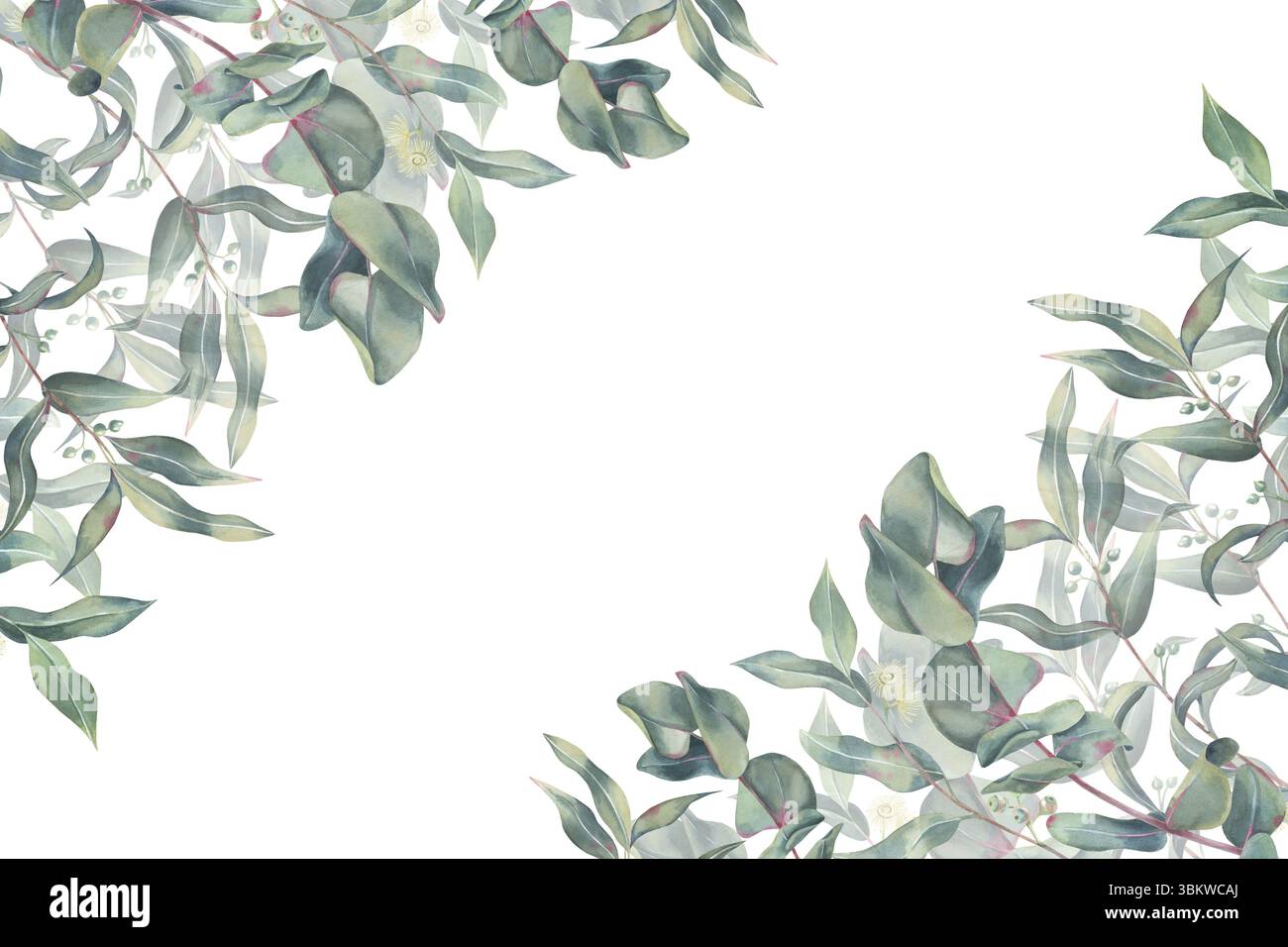 Bannière d'eucalyptus, branches avec des feuilles, des fleurs et des pousses, modèle d'aquarelle sur fond blanc. Brindilles dessinées à la main pour invitations, carte, branding Banque D'Images