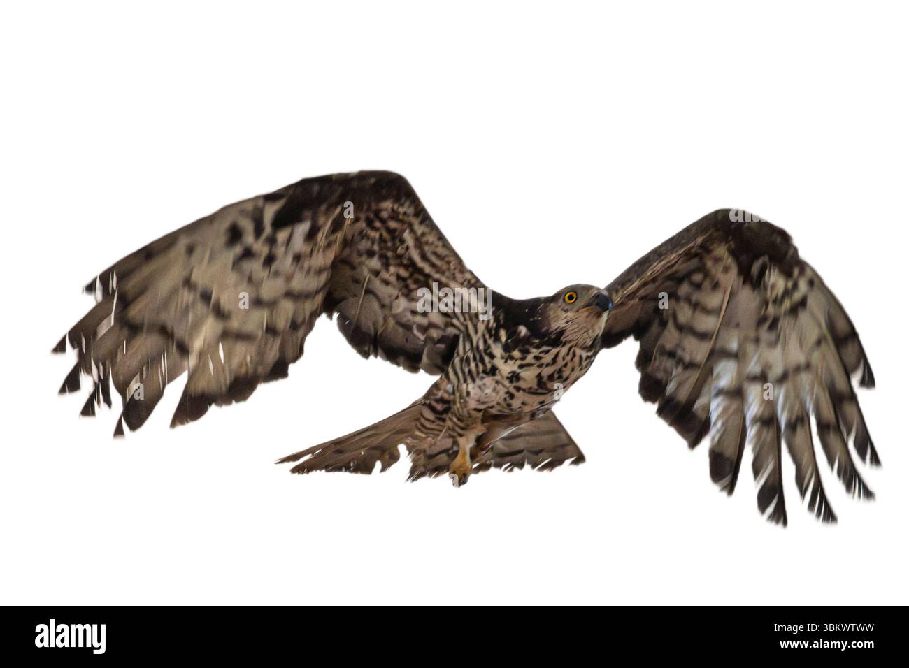 Bourdonnement de miel européen hospitalisé (Pernis apivorus), ce spécimen a eu ses plumes brûlées en volant à travers une centrale solaire. maintenant dans un larg Banque D'Images