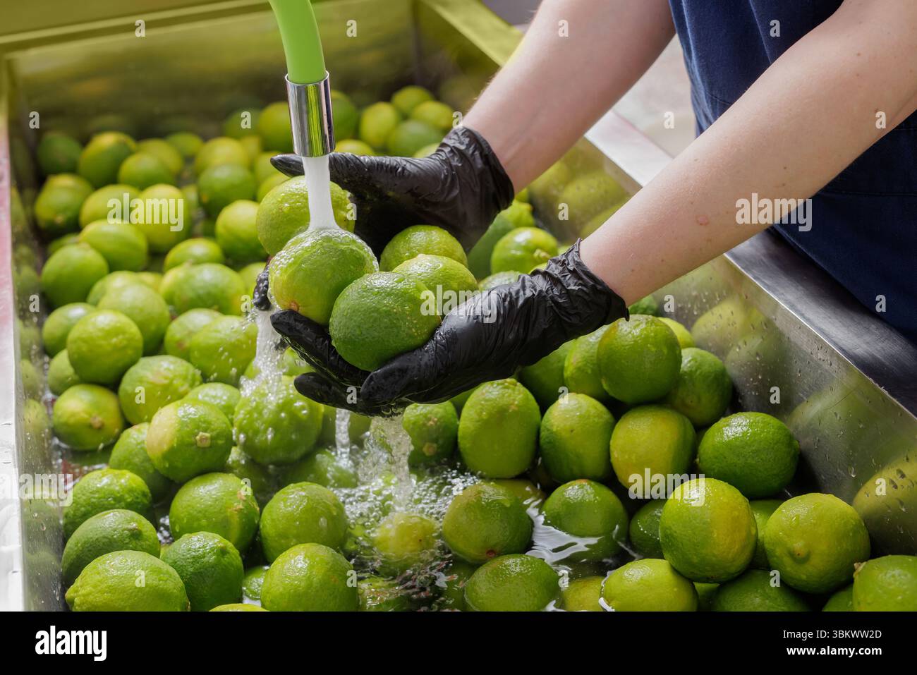 Travailleur lavant des citrons verts frais dans une cuisine commerciale pour la sécurité alimentaire et l'hygiène dans l'industrie de transformation des agrumes Banque D'Images