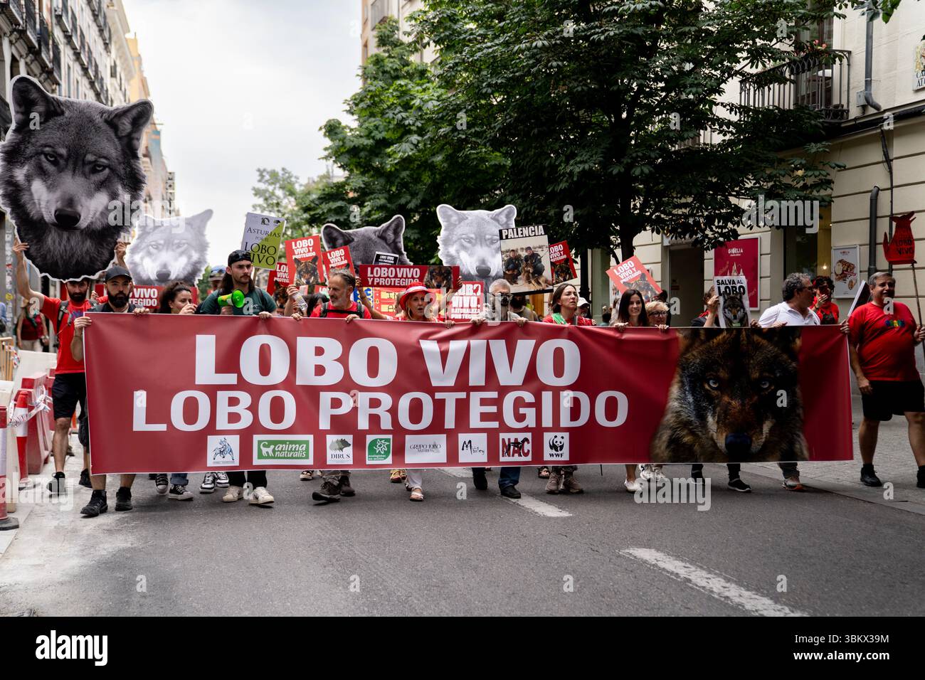 Les manifestants tiennent une banderole avec le slogan « Lobo vivo y protegido » (« loup vivant et protégé ») alors que des milliers de personnes, dont certaines portant une immense statue de loup, défilent dans les rues du centre de Madrid, en Espagne, pour exiger le rétablissement de la protection juridique du loup ibérique. Organisée par près de deux cents organisations, la manifestation réclamait le rétablissement du statut de protection spéciale du loup ibérique, abrogé par le Congrès le 20 mars 2025 et considéré par les organisations environnementales comme un revers sans précédent dans les politiques de conservation de cette espèce emblématique. Banque D'Images