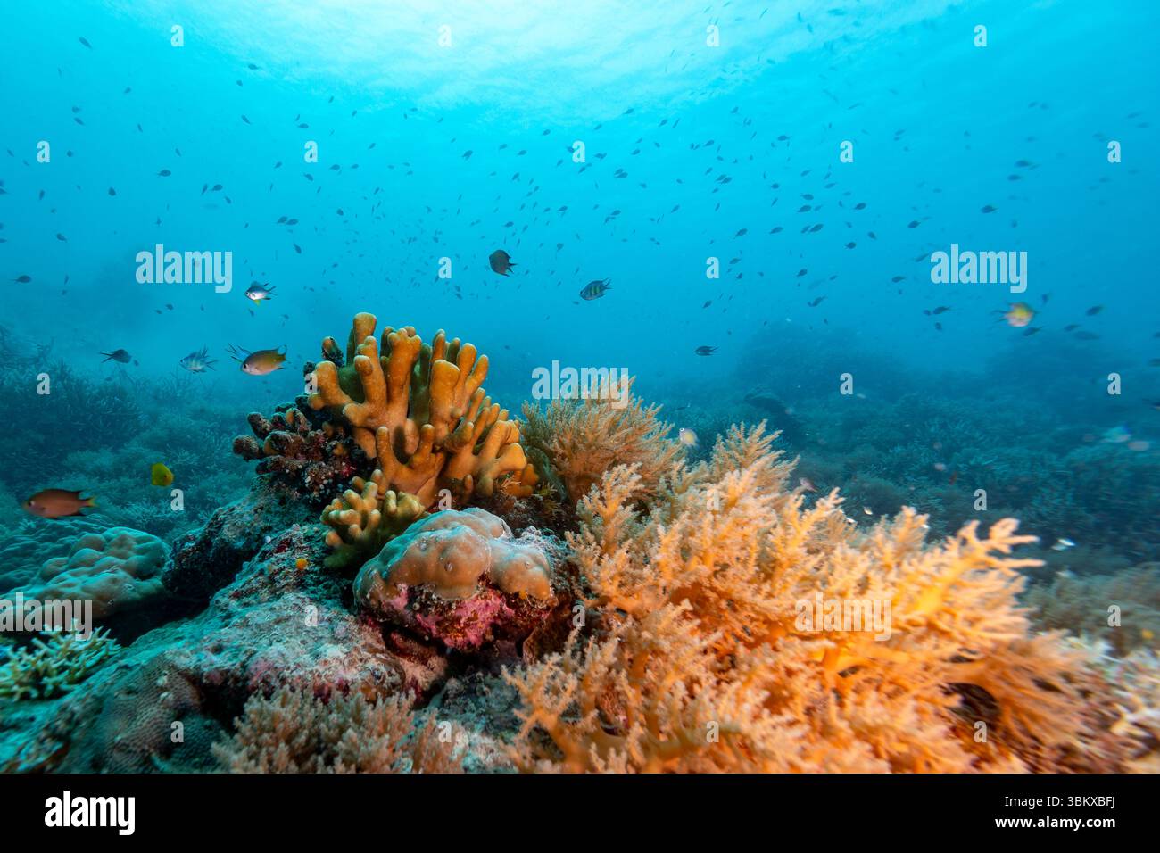 Une scène sous-marine vibrante met en valeur un récif corallien diversifié grouillant de vie, tandis que des bancs de poissons nagent au milieu des formations coralliennes colorées. Banque D'Images Une scène sous-marine vibrante met en valeur un récif corallien diversifié grouillant de vie, tandis que des bancs de poissons nagent au milieu des formations coralliennes colorées. Banque D'Images