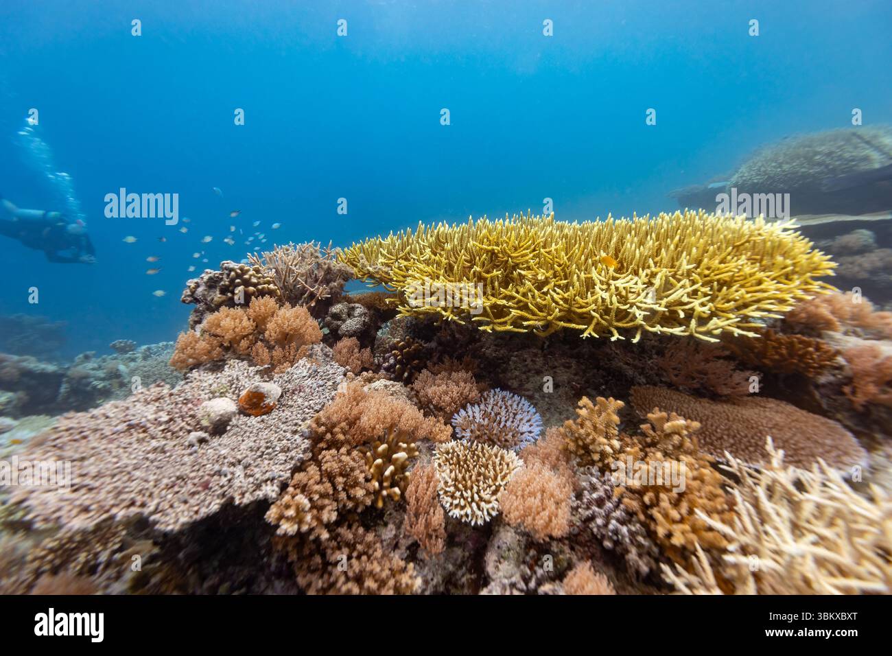 Un plongeur explore un récif corallien vibrant, observant la diversité de la vie marine et les formations coralliennes complexes. Banque D'Images Un plongeur explore un récif corallien vibrant, observant la diversité de la vie marine et les formations coralliennes complexes. Banque D'Images