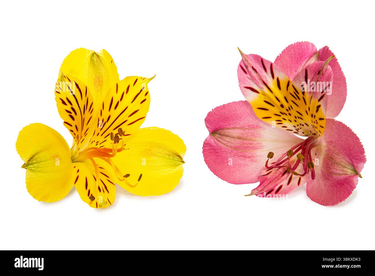 Les fleurs d'Alstroemeria jaune vif et rose affichent des motifs complexes et des couleurs vibrantes sur un fond propre, soulignant leur beauté. Banque D'Images