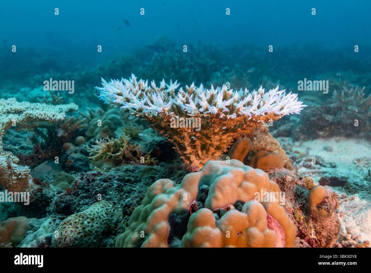 Un récif corallien blanchi est vu sous l'eau, indiquant le stress de facteurs environnementaux comme la hausse des températures océaniques. Banque D'Images