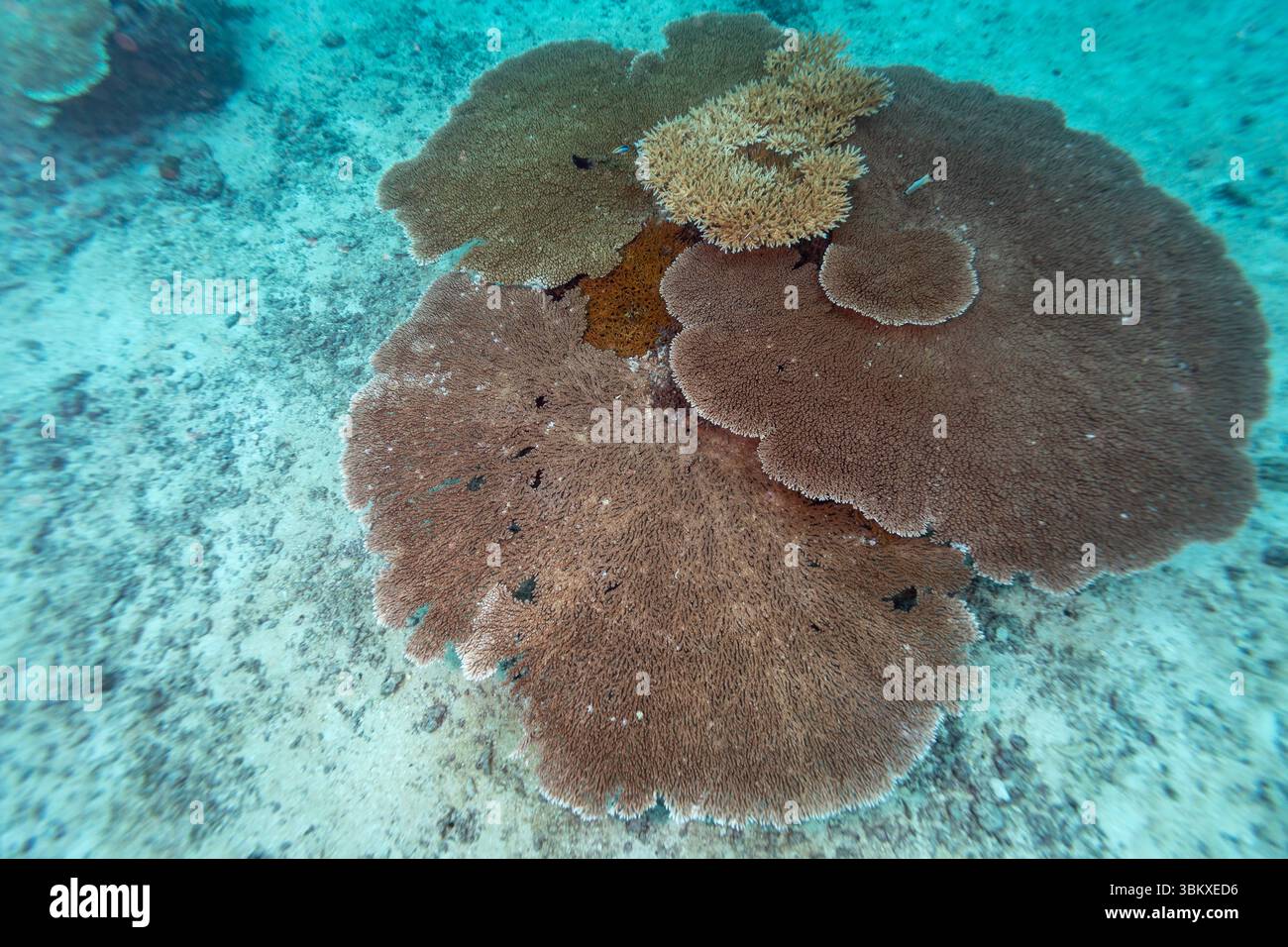 Une scène sous-marine vibrante met en valeur un écosystème de récifs coralliens diversifié, avec diverses espèces de coraux qui prospèrent dans les eaux claires et turquoises. Les coraux fournissent abri et subsistance à une variété de vie marine, contribuant à la santé et à la biodiversité globales de l'océan. Banque D'Images Une scène sous-marine vibrante met en valeur un écosystème de récifs coralliens diversifié, avec diverses espèces de coraux qui prospèrent dans les eaux claires et turquoises. Les coraux fournissent abri et subsistance à une variété de vie marine, contribuant à la santé et à la biodiversité globales de l'océan. Banque D'Images