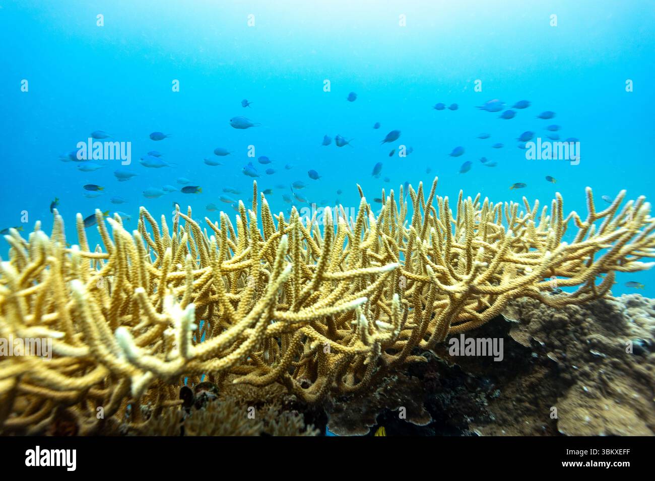 Une école de poissons chromis bleus nagent au-dessus d'un récif corallien corallien dans un océan tropical. Banque D'Images Une école de poissons chromis bleus nagent au-dessus d'un récif corallien corallien dans un océan tropical. Banque D'Images
