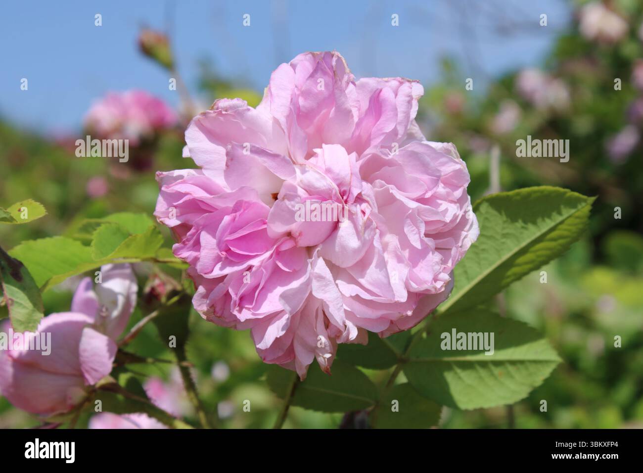 Rosa damascena « Blush Damask » Banque D'Images