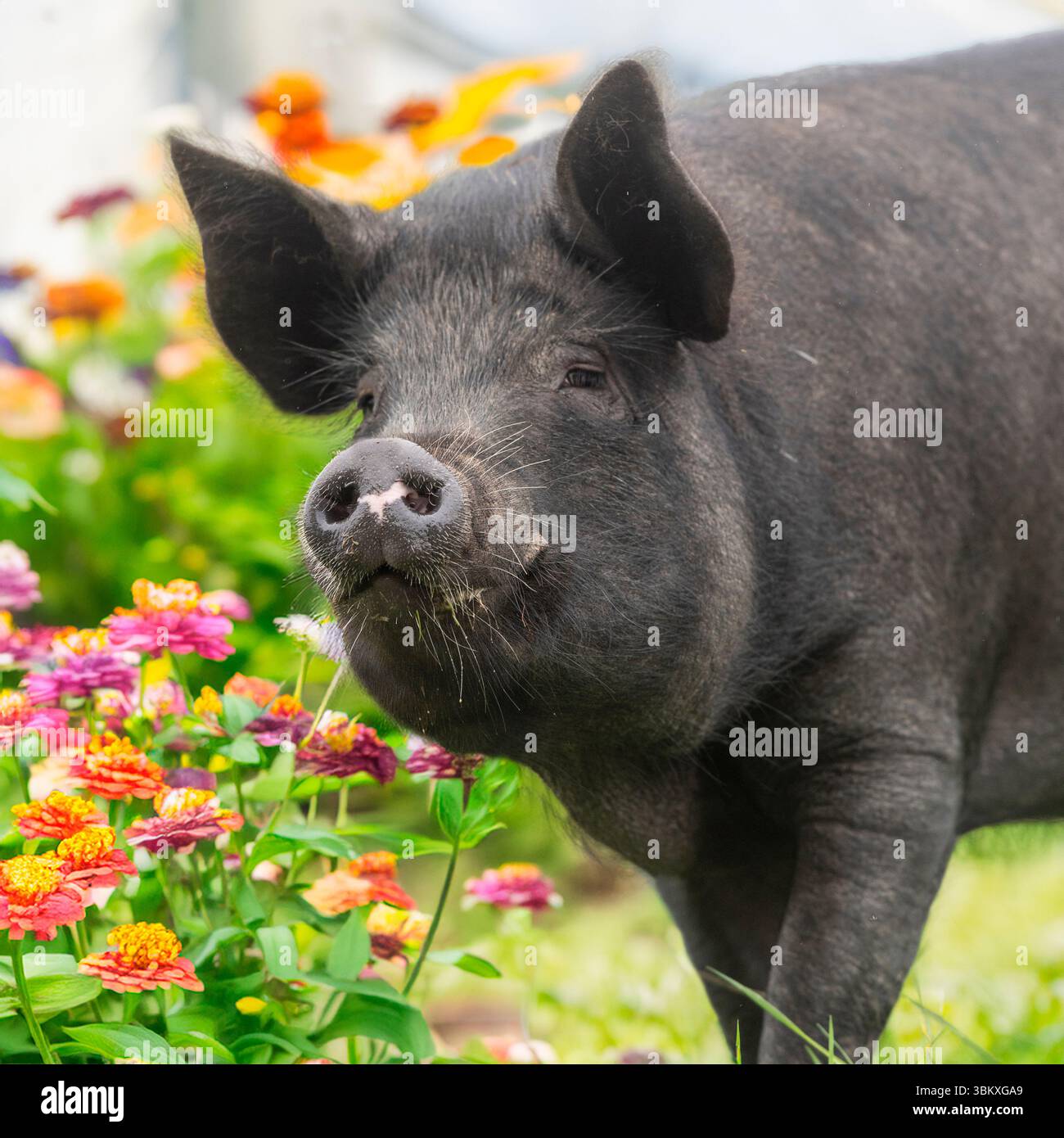 Grand cochon noir dans un parterre de fleurs Banque D'Images