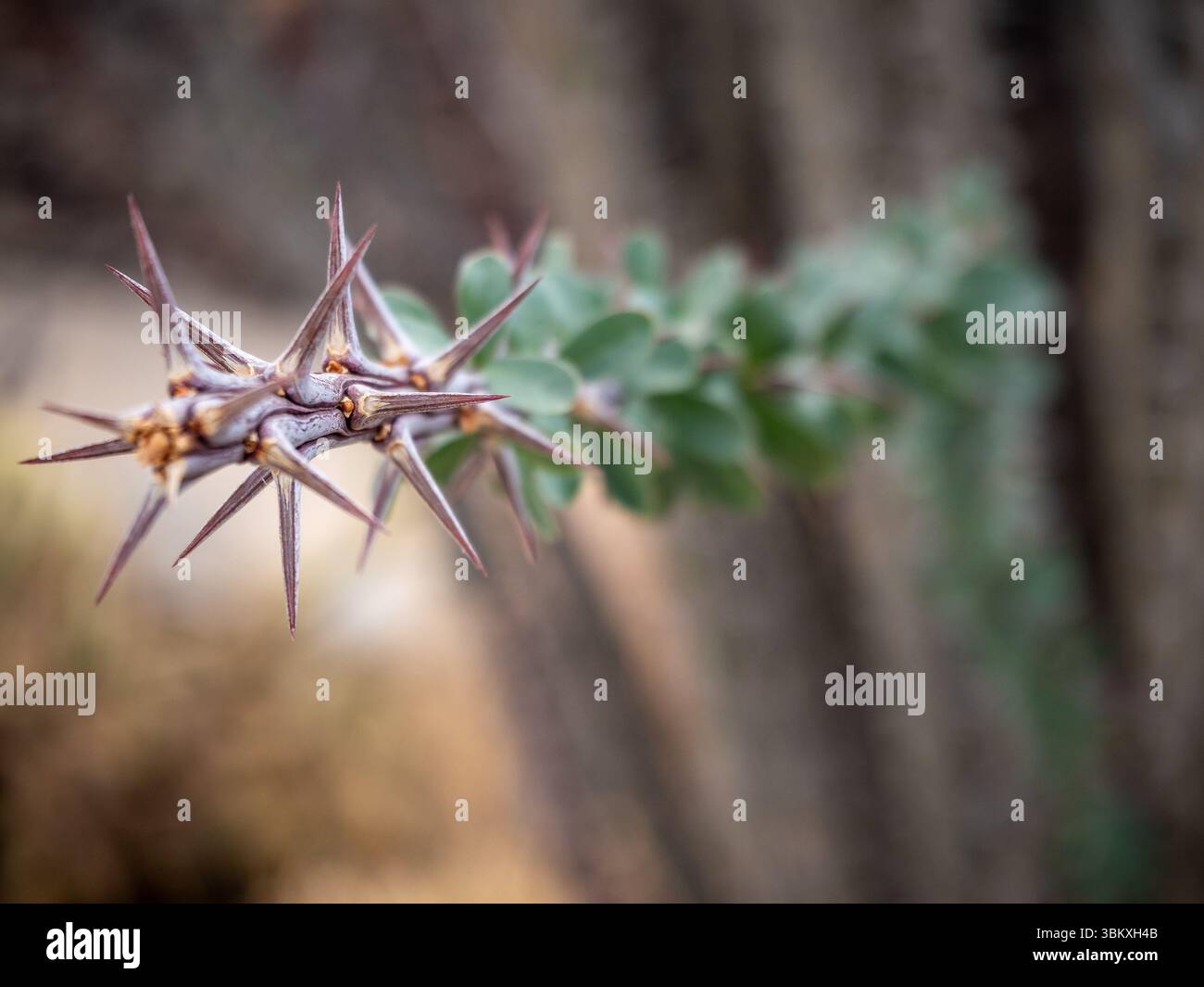 Gros plan d'une tige de plante avec des épines aiguisées et de petites feuilles vertes, mettant en valeur le mécanisme de défense de la plante et son adaptation unique à son environnement. Banque D'Images Gros plan d'une tige de plante avec des épines aiguisées et de petites feuilles vertes, mettant en valeur le mécanisme de défense de la plante et son adaptation unique à son environnement. Banque D'Images