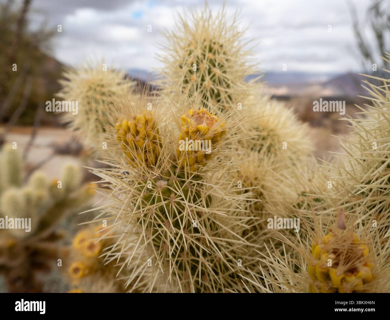 Gros plan du cactus Cholla d'un ours en peluche, présentant ses épines denses et ses fleurs jaunes, dans un paysage désertique floue. Banque D'Images Gros plan du cactus Cholla d'un ours en peluche, présentant ses épines denses et ses fleurs jaunes, dans un paysage désertique floue. Banque D'Images
