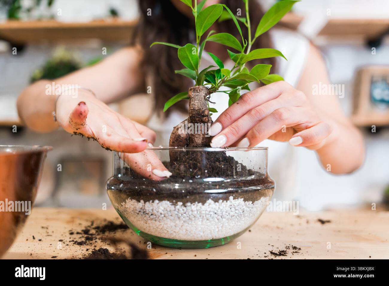 gros plan du terrarium dans un magasin de fleurs sur la table en bois avec les mains de la femme dans un bocal en verre. écosystème de jardin miniature Banque D'Images