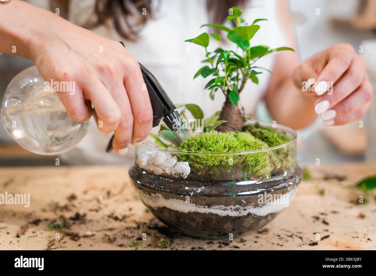 gros plan du terrarium dans un magasin de fleurs sur la table en bois avec les mains de la femme dans un bocal en verre. écosystème de jardin miniature Banque D'Images