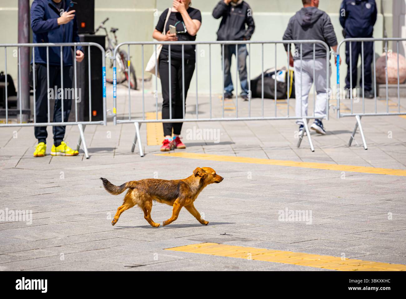 Abandonné race mixte sans abri, paria, chien errant courir dans une compétition de marathon de rue. Banque D'Images