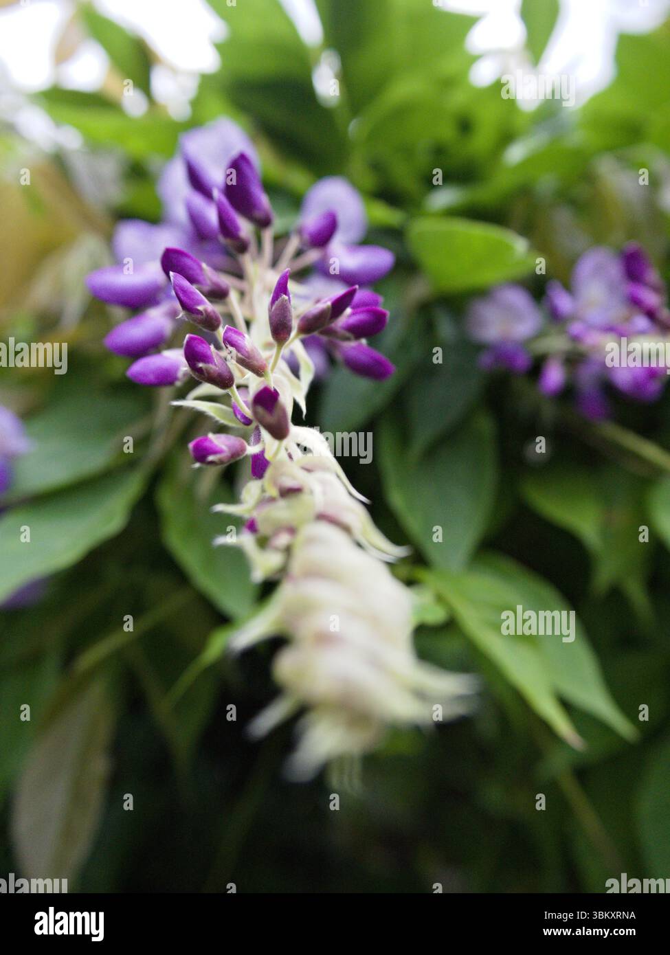 Gros plan de fleur de wisteria avec des bourgeons supérieurs en fleurs et des bourgeons inférieurs verts et fermés, encadrés par une douce verdure. Banque D'Images