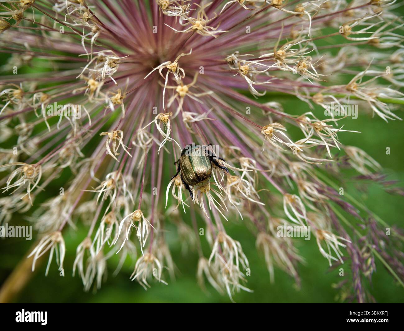 Gros plan du coléoptère doré sur la tête de fleur séchée d'allium hollandicum, capturant les textures d'automne et les détails botaniques. Banque D'Images