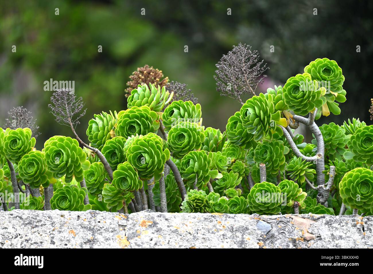 Rosettes vertes fraîches d'Aeonium arboreum ou arbre houseleek jetant un coup d'œil sur un mur la Seyne-sur-mer, France avril Banque D'Images
