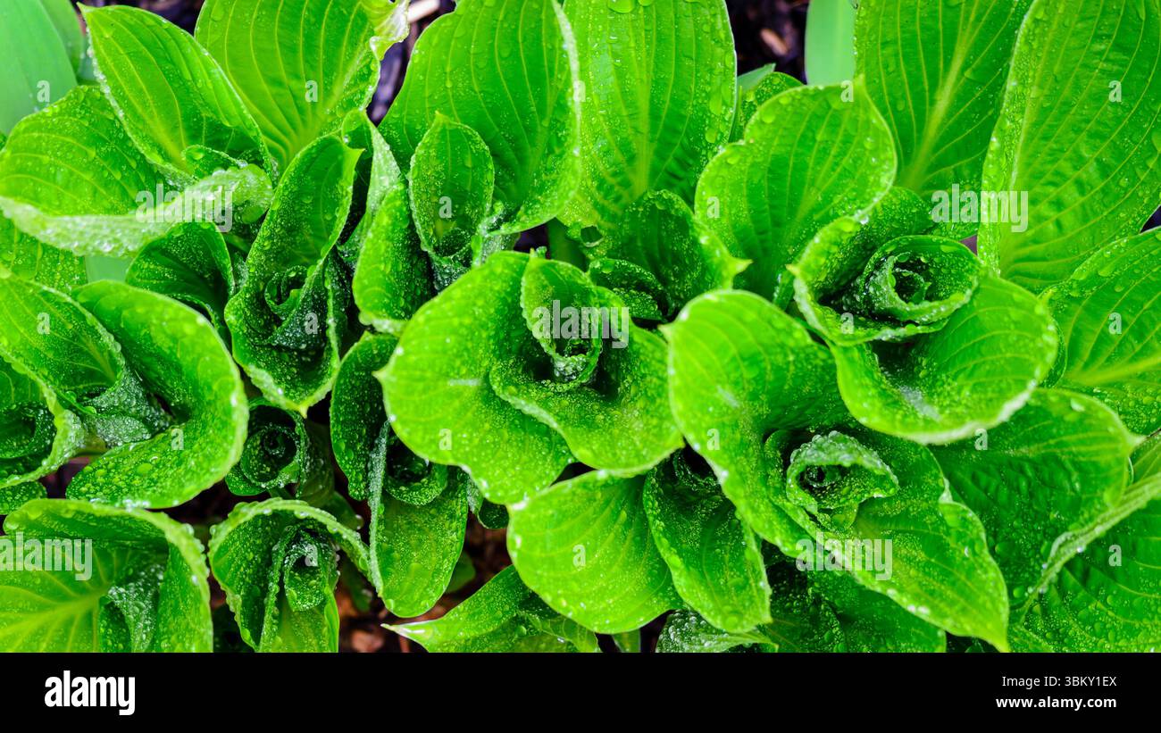 Vue aérienne d'un groupe de plantes Hosta trempé par la pluie après une pluie printanière. Banque D'Images