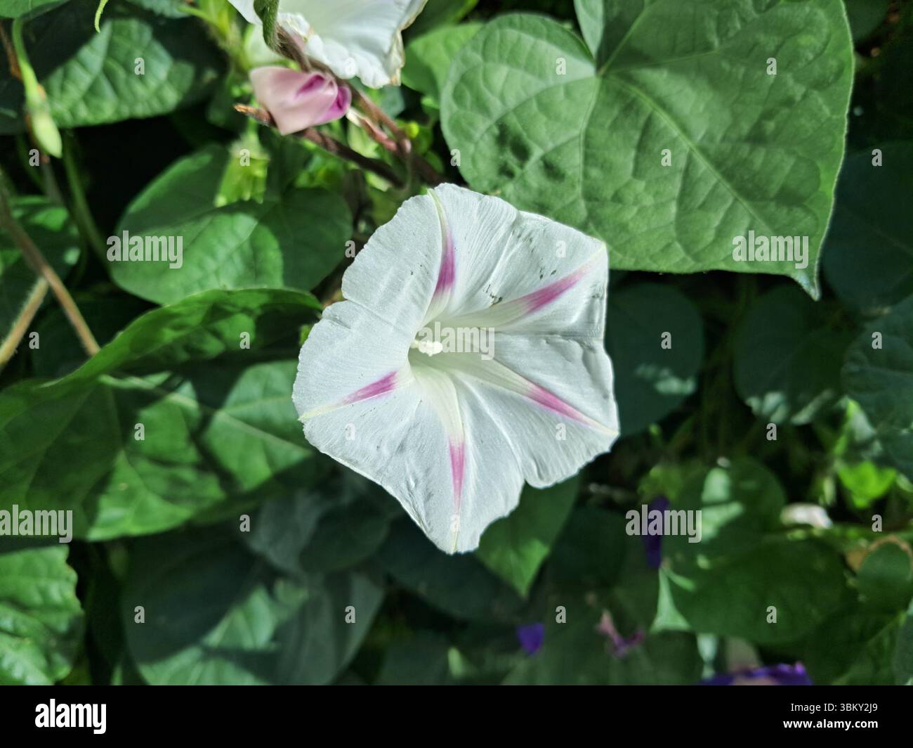 Gros plan d'une fleur d'hypomée blanche avec des stries roses, entourée de feuilles vertes luxuriantes. La fleur est en pleine floraison, et les feuilles semblent saines a Banque D'Images