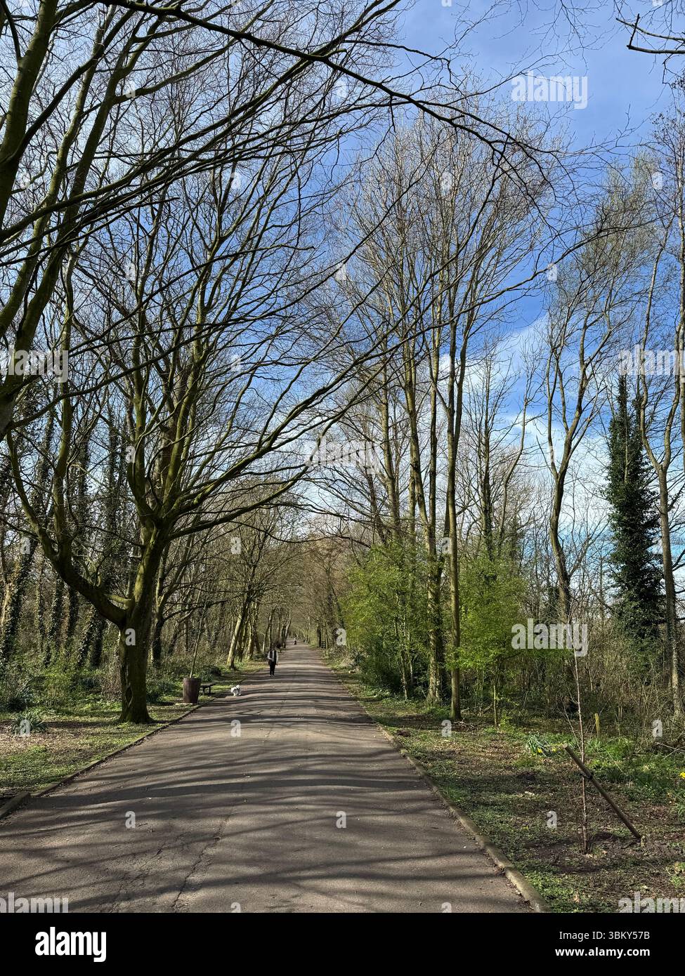 Green Drive Woodland, Lytham St Annes, Lancashire, Angleterre, Royaume-Uni Banque D'Images