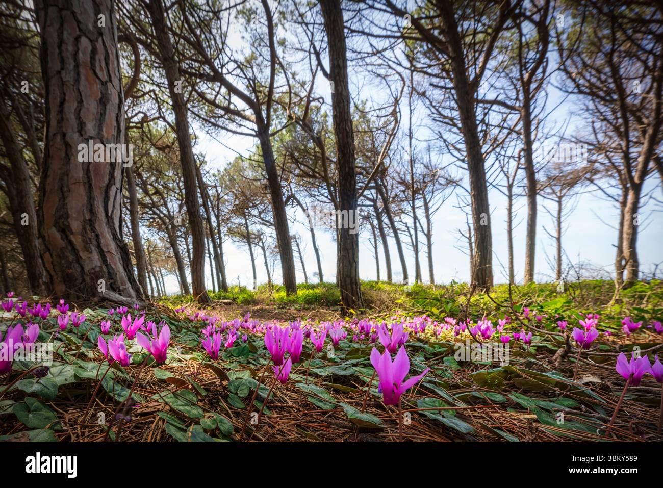 Cyclamen fleurit dans la forêt de pins dans le Tombolo de Cecina. Marina di Cecina destination de voyage à Alta Maremma, région Toscane, Italie Banque D'Images