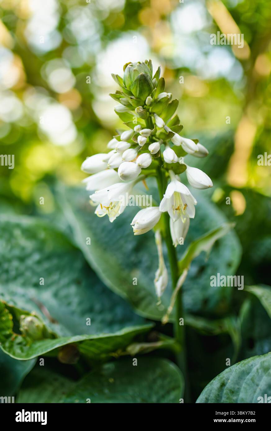 Le Bush hosta à fleurs également connu sous le nom de lys plantain, largement cultivé comme plantes à feuillage tolérant l'ombre. La beauté dans la nature. Banque D'Images