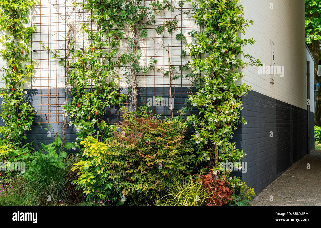Façade verte de l'immeuble d'appartements moderne avec des plantes grimpantes sur treillis, écologisation urbaine et concept de jardin vertical Banque D'Images