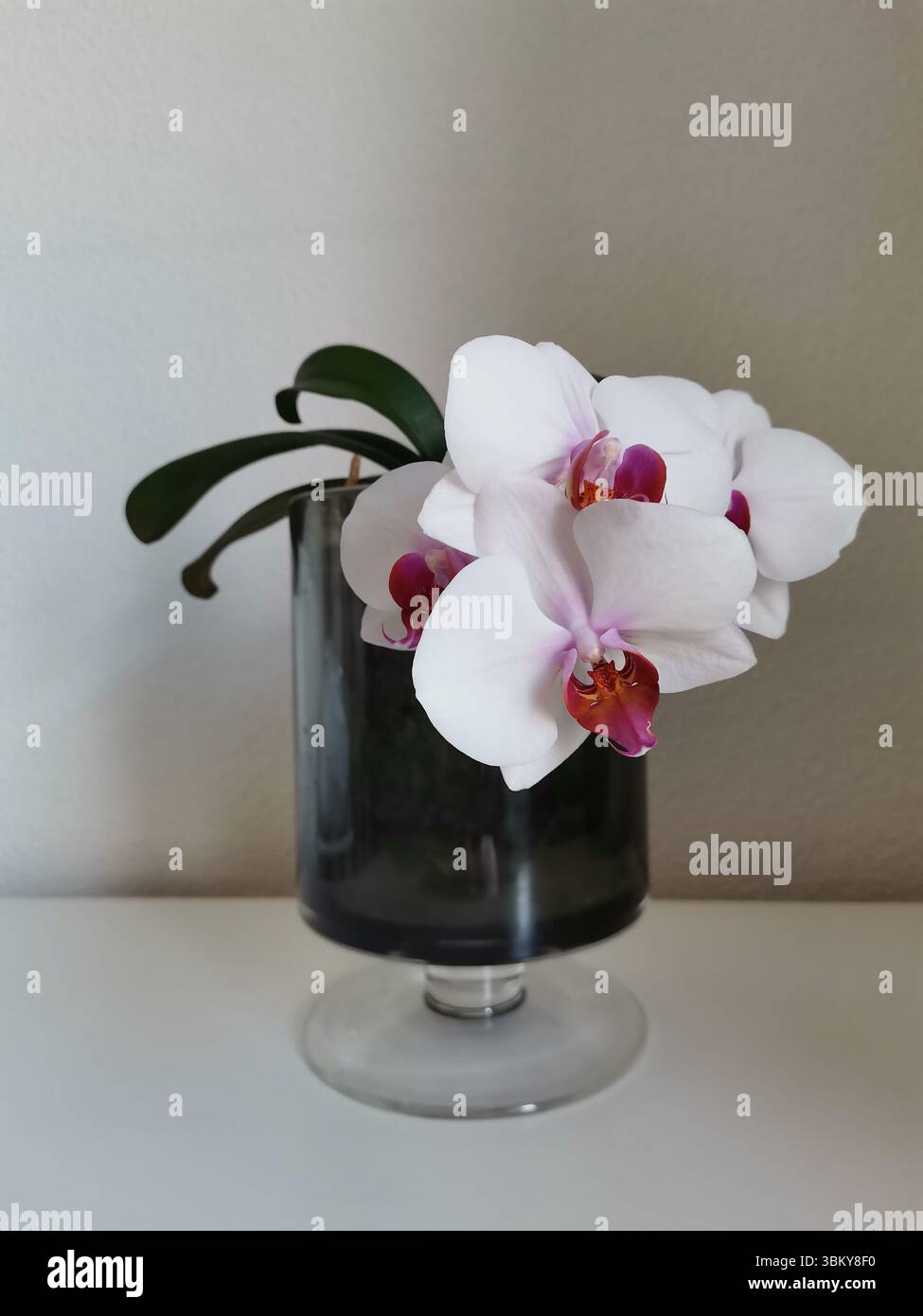 Orchidée de papillon avec des fleurs blanches violettes dans un vase en verre Banque D'Images