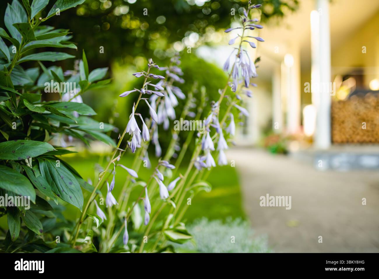 Le Bush hosta à fleurs également connu sous le nom de lys plantain, largement cultivé comme plantes à feuillage tolérant l'ombre. La beauté dans la nature. Banque D'Images