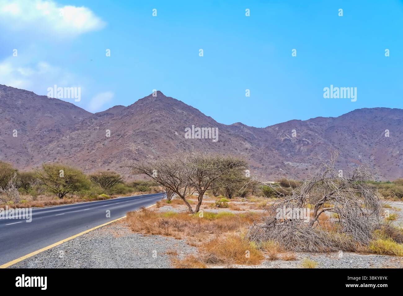 Paysage pittoresque à la région des montagnes de Hajar avec route asphaltée et arbre Ghaf ou Prosopis cineraria, arbre national des Émirats arabes Unis. Banque D'Images