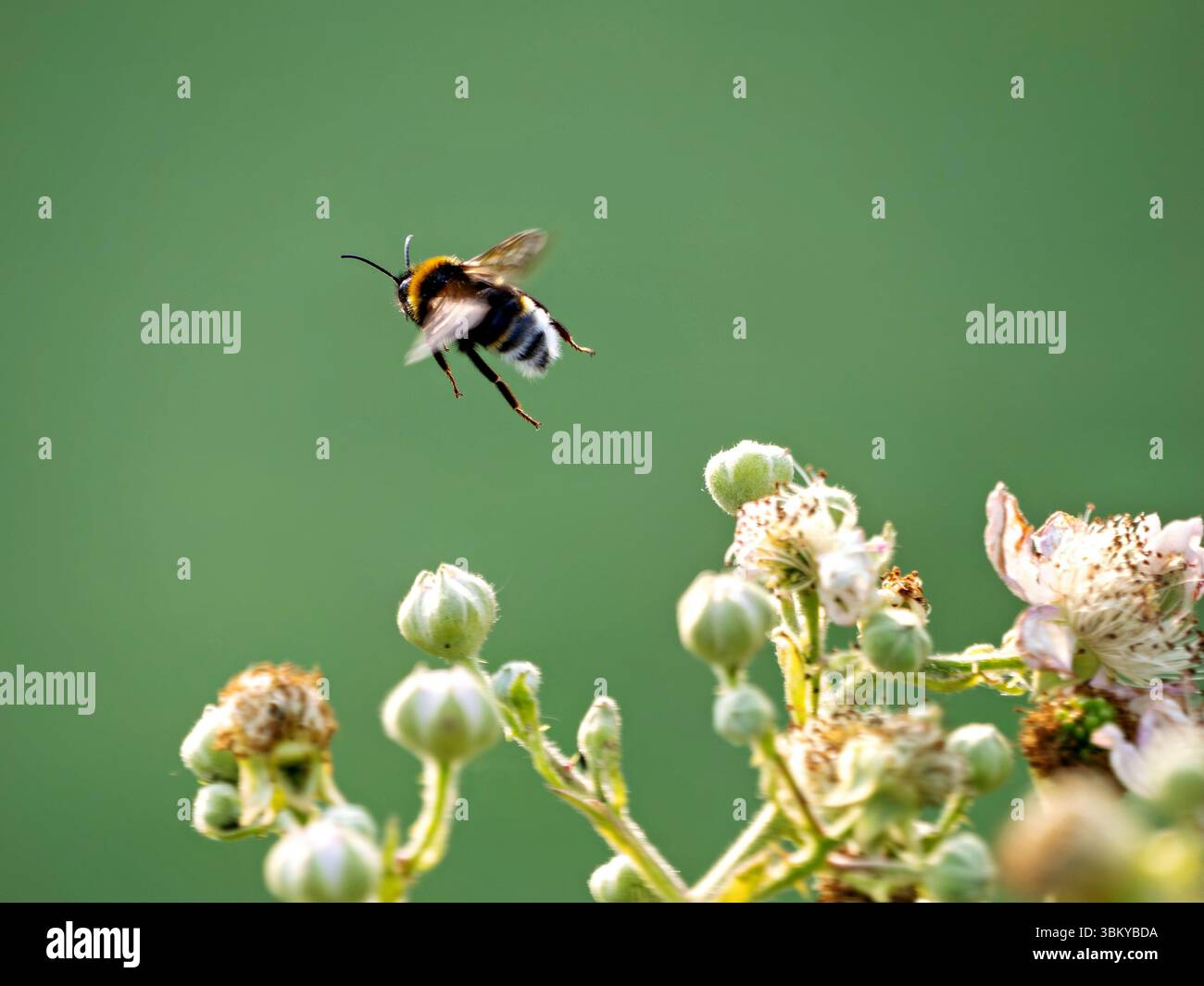 Le bourdon s'éloigne de la fleur Banque D'Images