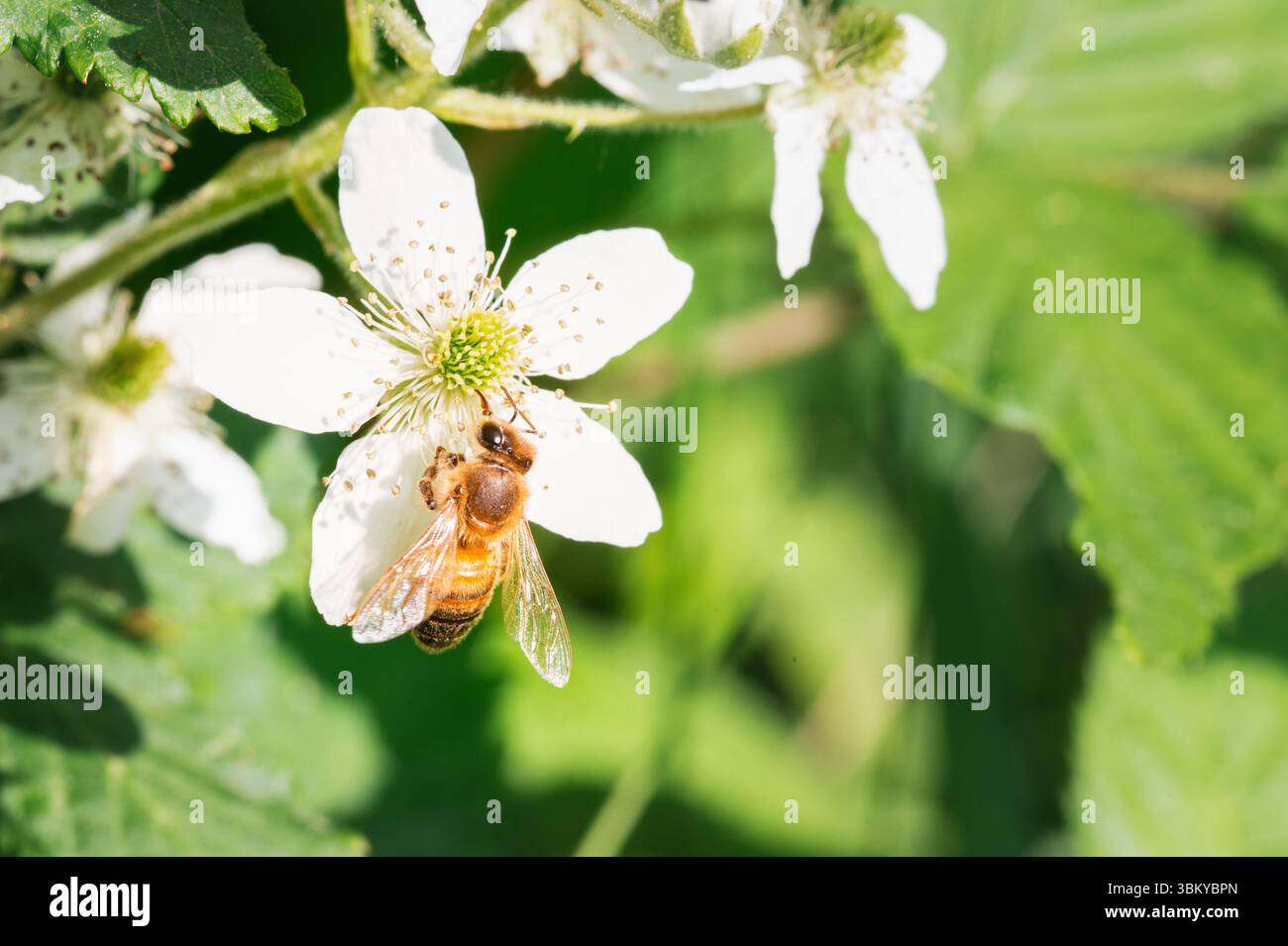 Une abeille sur une fleur de mûre sauvage blanche Banque D'Images