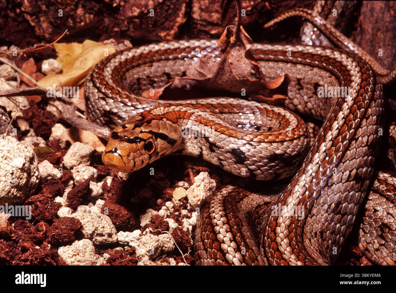 Serpent esculapien, couleuvre râtelière européenne, serpent léopard, Zamenis situla 'lineata', Colubridae, Italia, Sicilia Banque D'Images