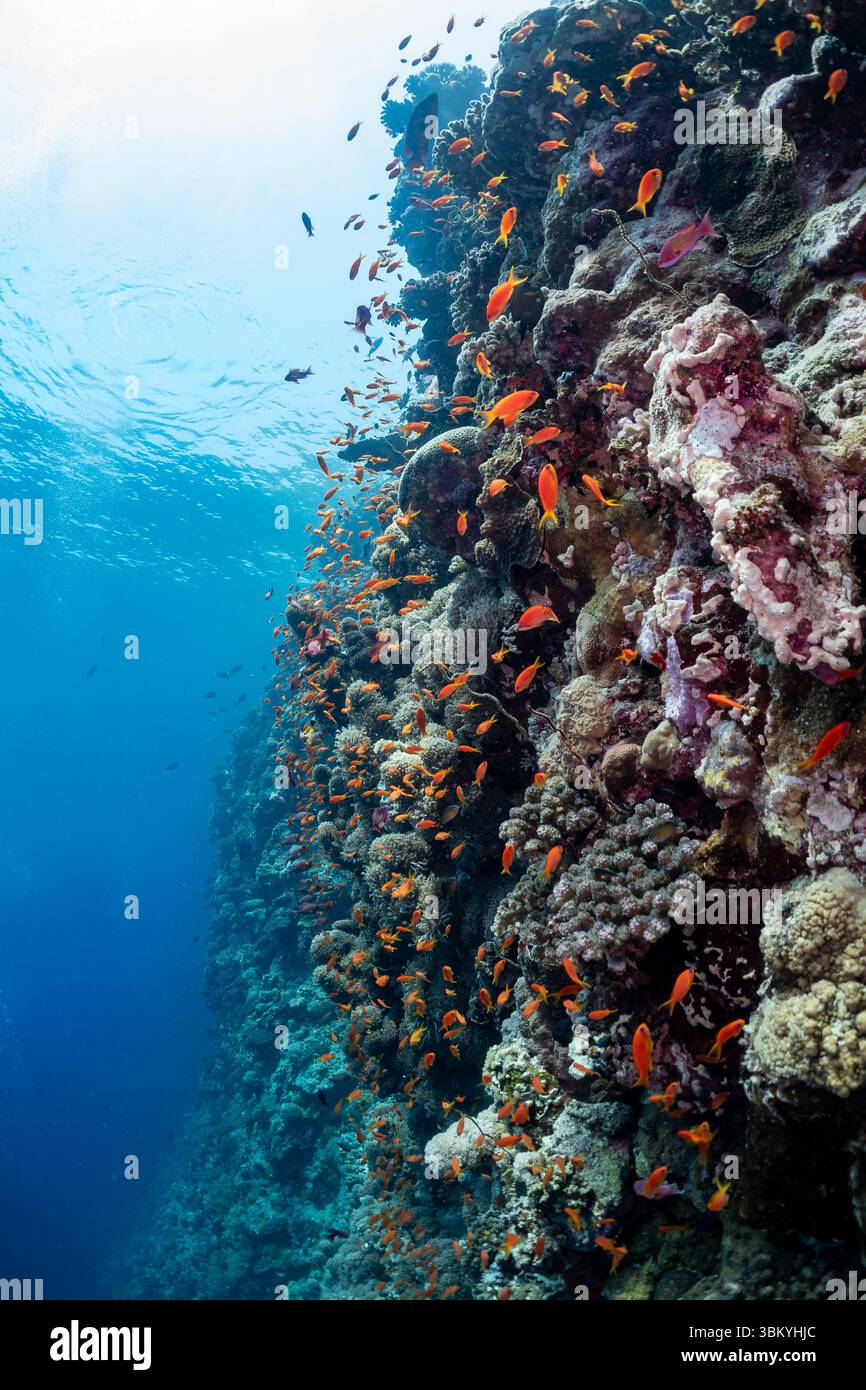Un récif corallien dynamique grouillant de poissons orange, mettant en valeur la beauté et la biodiversité des écosystèmes sous-marins. Banque D'Images Un récif corallien dynamique grouillant de poissons orange, mettant en valeur la beauté et la biodiversité des écosystèmes sous-marins. Banque D'Images