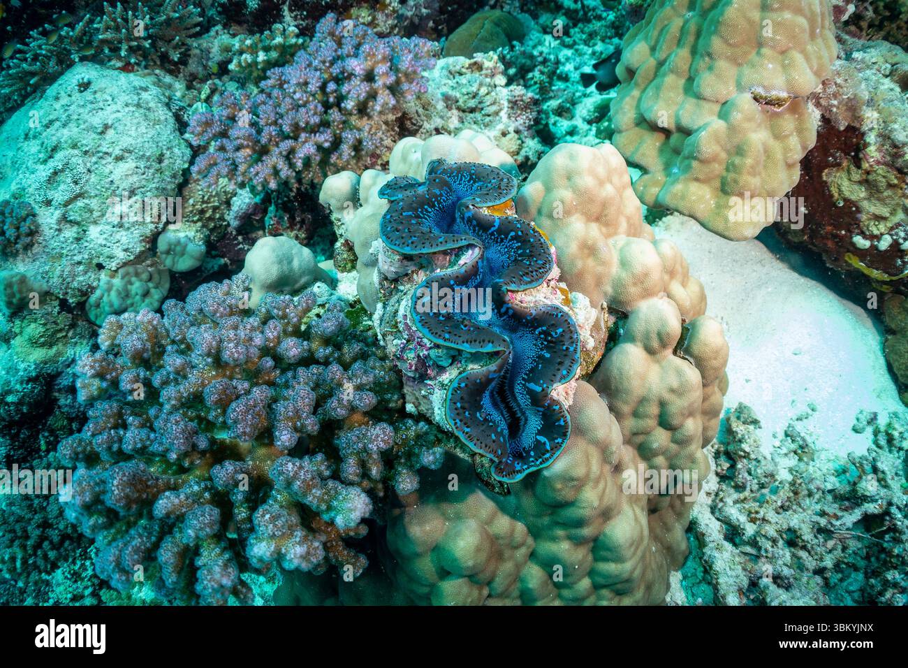 Une palourde géante bleue éclatante, Tridacna gigas, repose au milieu du récif corallien, mettant en valeur la beauté et la diversité de la vie marine. Banque D'Images Une palourde géante bleue éclatante, Tridacna gigas, repose au milieu du récif corallien, mettant en valeur la beauté et la diversité de la vie marine. Banque D'Images