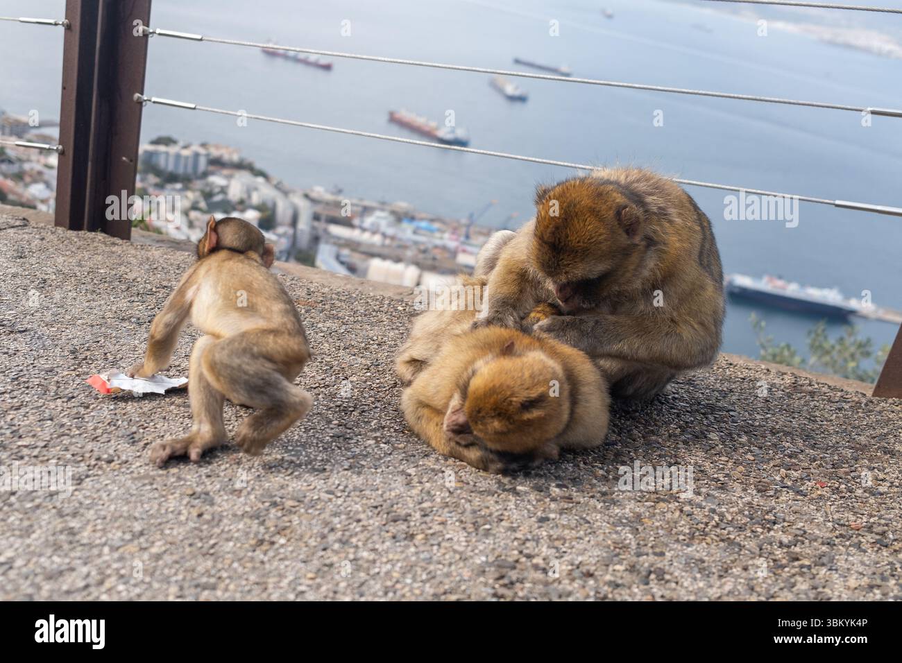 Un singe se toilette un autre, tandis qu'un troisième singe est à proximité en train de jouer avec un morceau de poubelle Banque D'Images