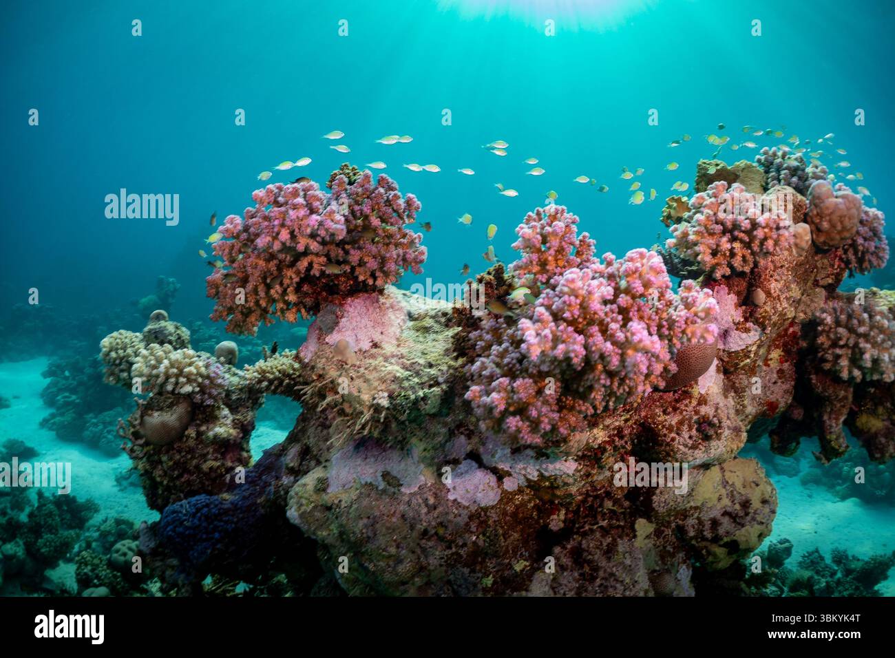 Un récif corallien vibrant grouillant de vie, avec des formations coralliennes colorées et des bancs de petits poissons nageant dans l'eau bleue claire, mettant en valeur la beauté et la biodiversité de l'écosystème sous-marin. Banque D'Images Un récif corallien vibrant grouillant de vie, avec des formations coralliennes colorées et des bancs de petits poissons nageant dans l'eau bleue claire, mettant en valeur la beauté et la biodiversité de l'écosystème sous-marin. Banque D'Images