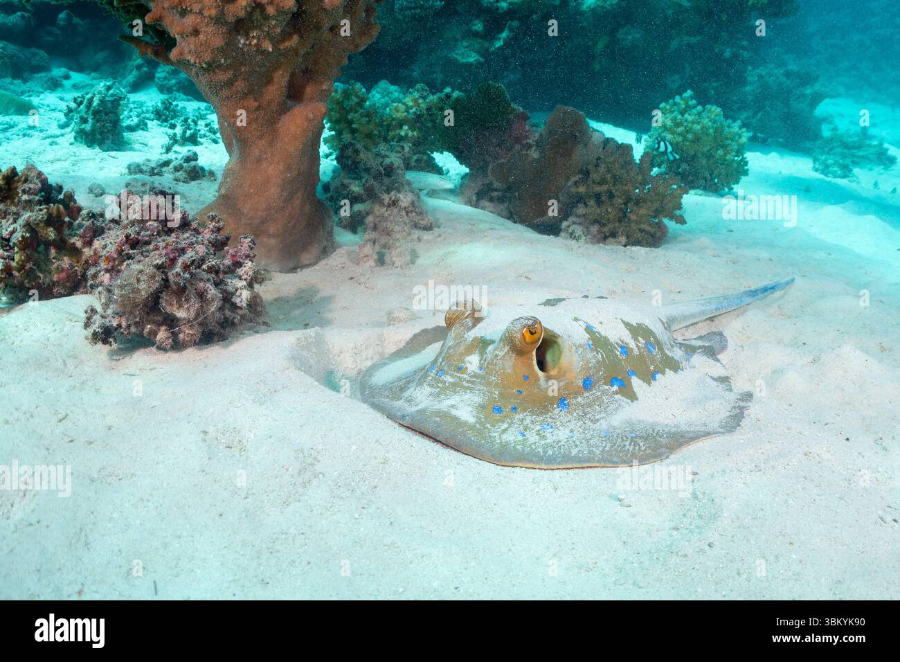 Une raie bleutée à queue-de-côte repose sur le fond sablonneux de l'océan près des récifs coralliens, cherchant probablement un abri ou cherchant de la nourriture. Banque D'Images Une raie bleutée à queue-de-côte repose sur le fond sablonneux de l'océan près des récifs coralliens, cherchant probablement un abri ou cherchant de la nourriture. Banque D'Images