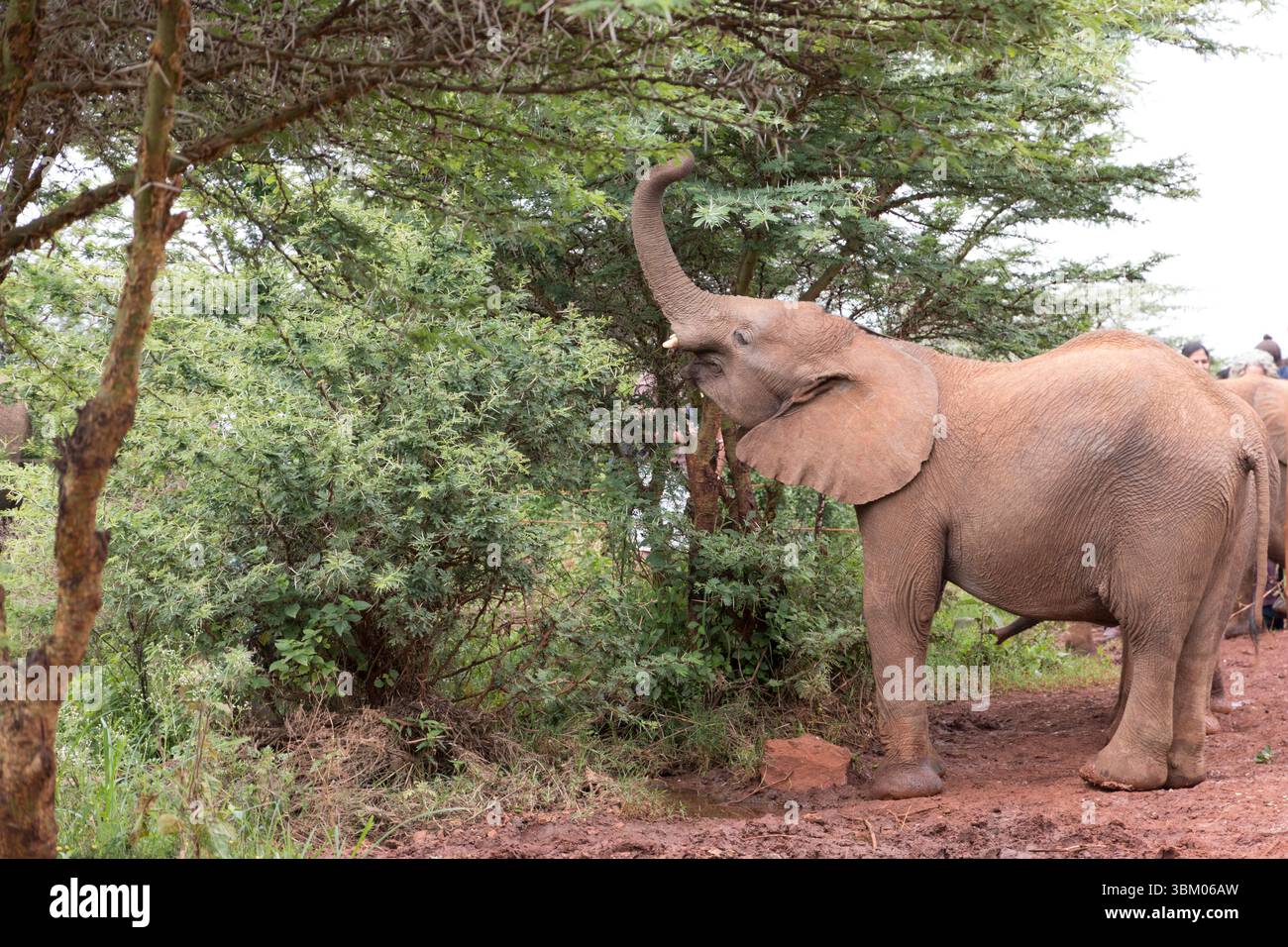 Afrique, Kenya, David Sheldrick Wildlife Trust, éléphant orphelin et de sauvetage Centre de réadaptation. Banque D'Images