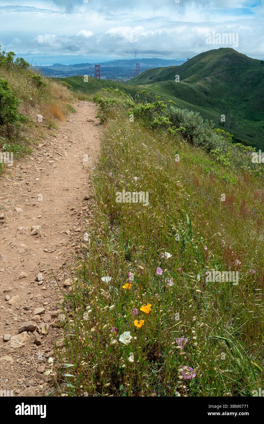 Un sentier de terre serpente à travers une colline herbeuse, avec des fleurs sauvages fleurissant le long, offrant une vue panoramique sur le Golden Gate Bridge au loin. Banque D'Images Un sentier de terre serpente à travers une colline herbeuse, avec des fleurs sauvages fleurissant le long, offrant une vue panoramique sur le Golden Gate Bridge au loin. Banque D'Images