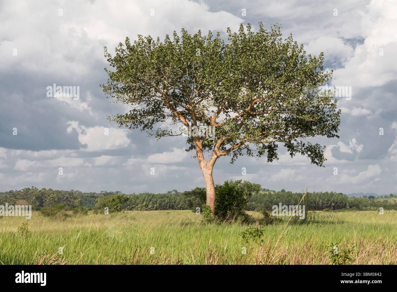 Afrique, Ouganda, Ishasha, Parc national de la Reine Elizabeth. Figue. Banque D'Images