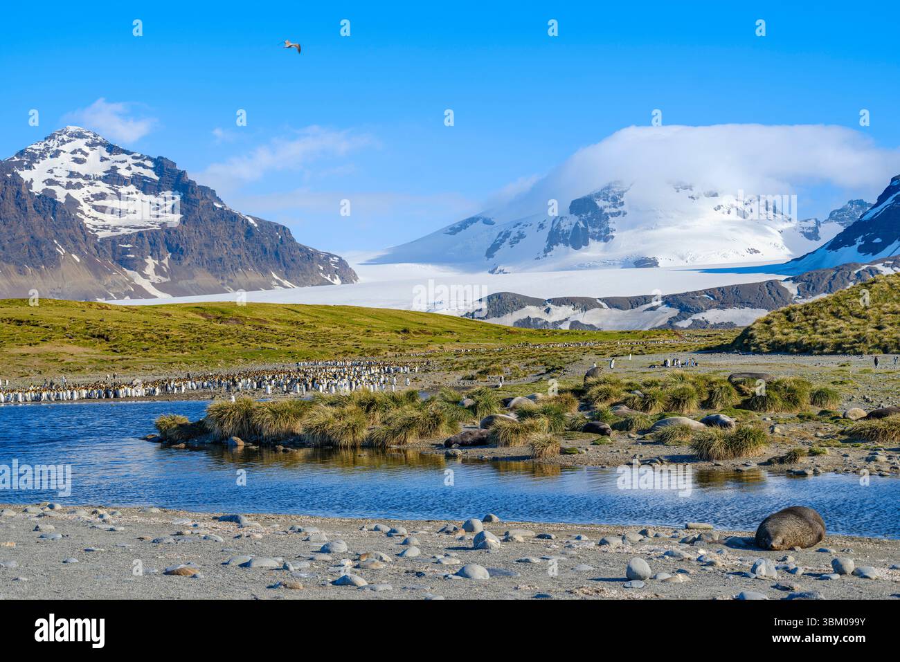 La plaine de Salisbury avec les énormes colonies de manchots royaux dans la baie des Isles. Antarctique, Subantarctique, Géorgie du Sud. Banque D'Images