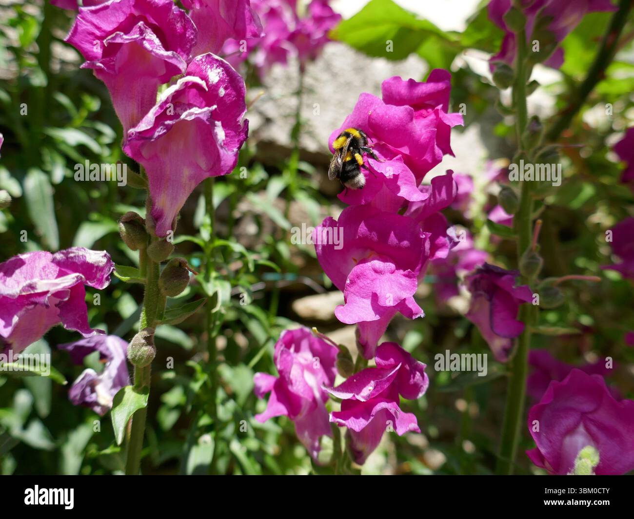 Bourdon débarqué et pollinisant la fleur rose Banque D'Images