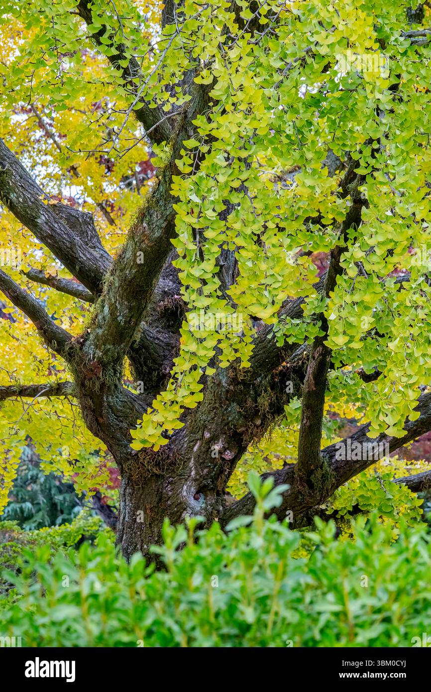 Arbre de Gingko biloba en automne, Hiroshima, Japon Banque D'Images