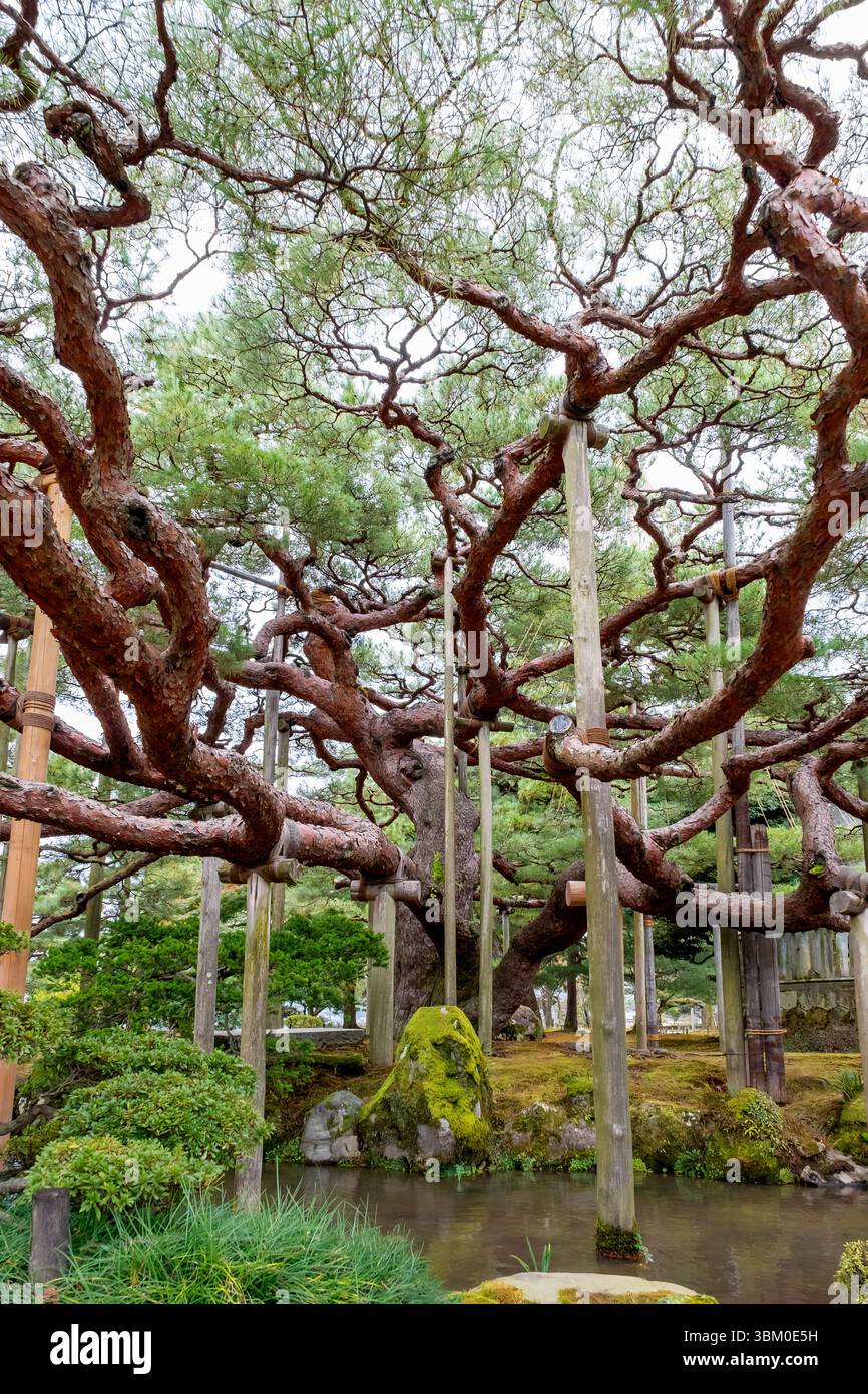 Poutres de soutien pour protéger les pins noirs, jardin Kenrokuen, Kanazawa, Japon Banque D'Images