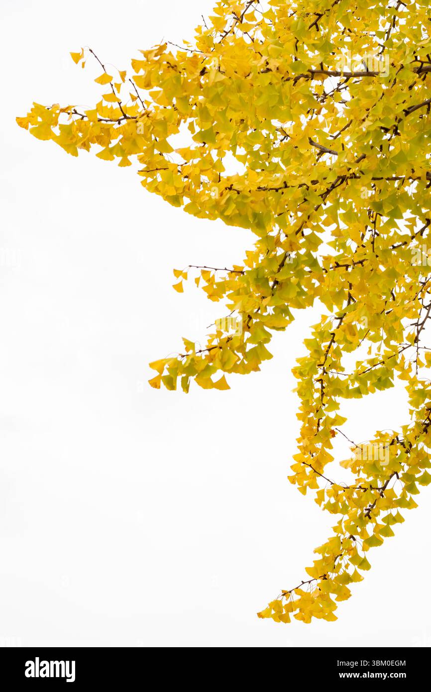 Feuilles de gingko jaune, automne, Hiroshima, Japon Banque D'Images