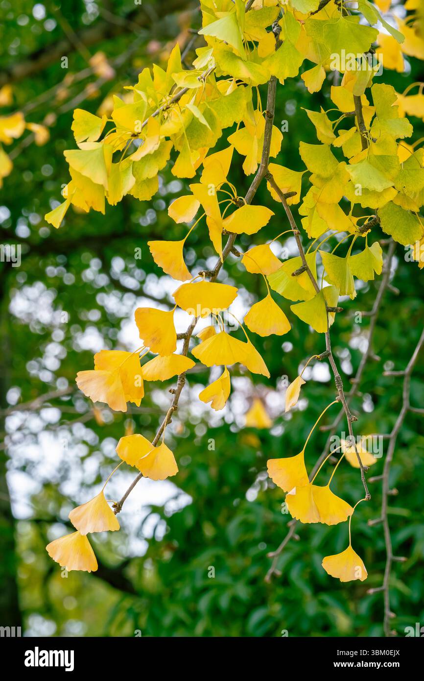 Feuilles de gingko jaune, automne, Hiroshima, Japon Banque D'Images