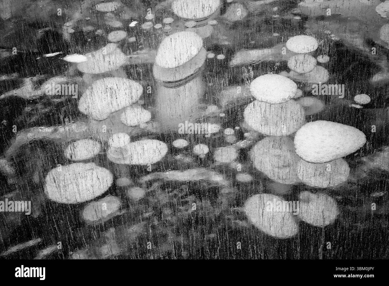 Canada, Alberta. Abraham Lake, bulles de méthane dans la glace de lac Banque D'Images