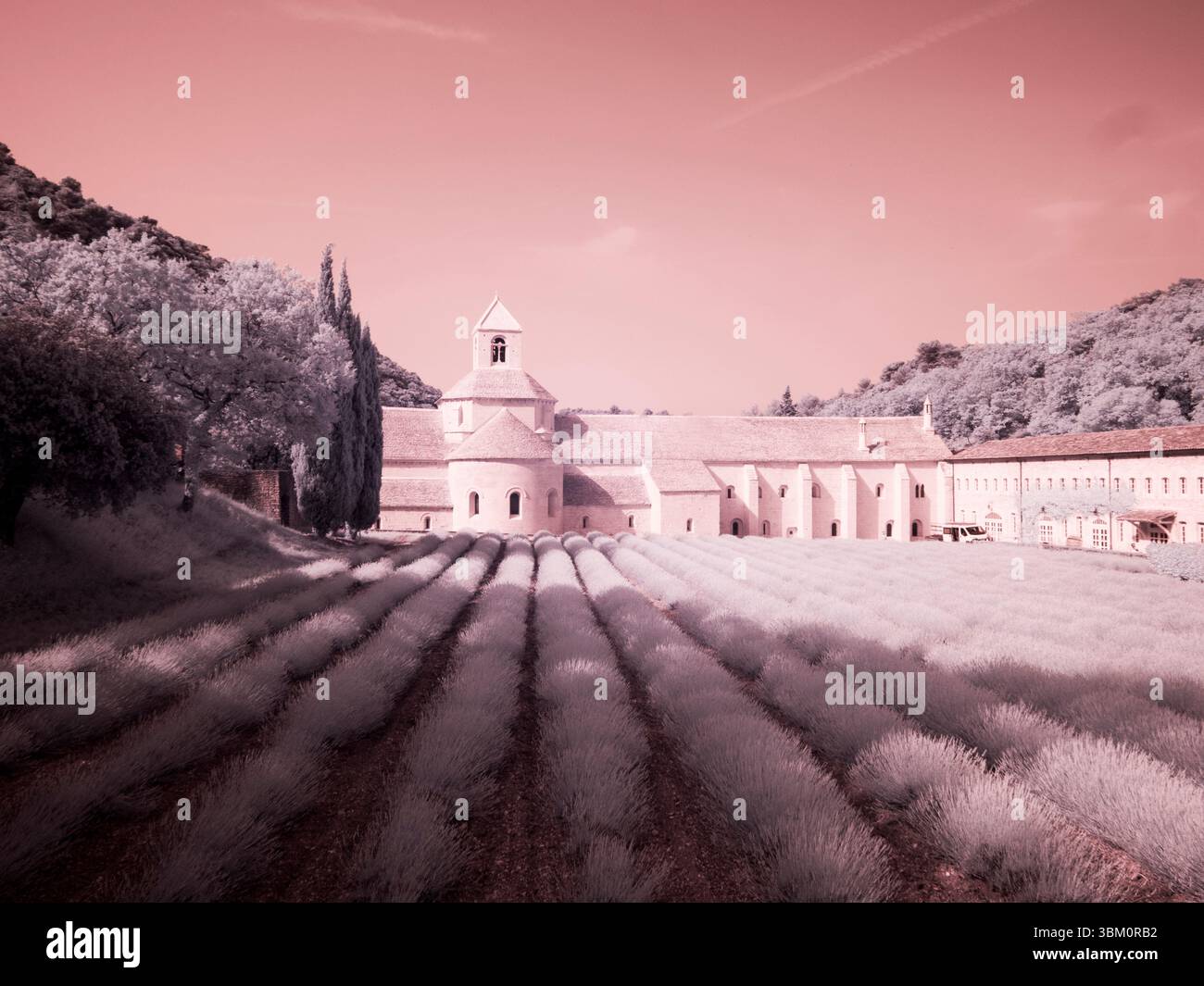 France, Provence. Champs de lavande violette fleuris à l'abbaye de Senanque. Banque D'Images