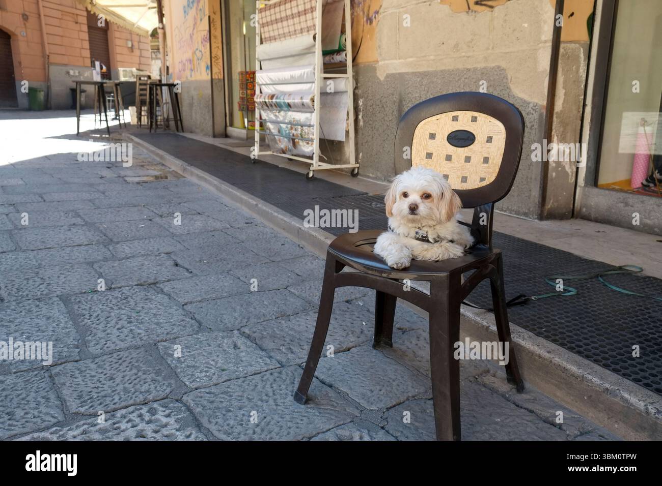 Palerme, Sicile. Chien local surveille devant la boutique Banque D'Images